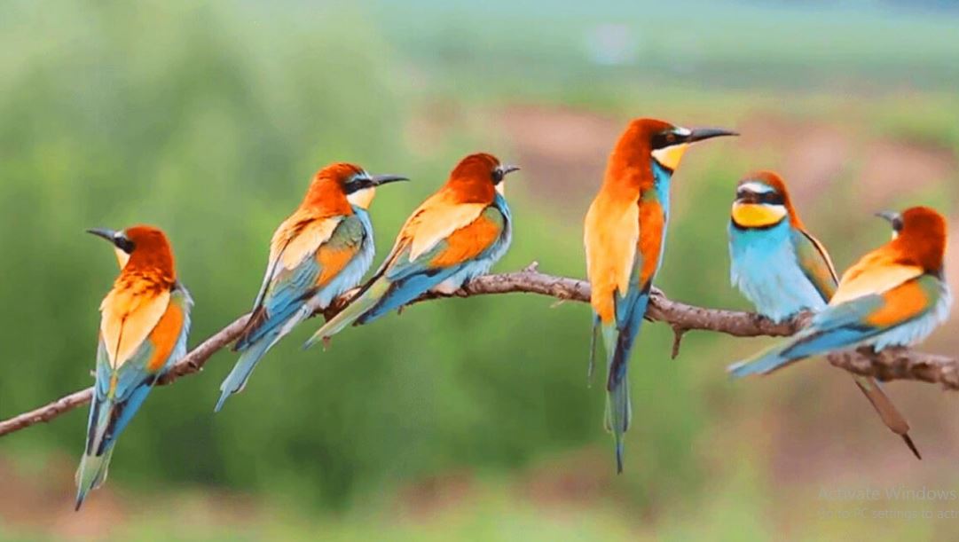 नेपालमा नयाँ प्रजातिको चरा